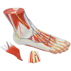 Regional Anatomy of the Foot, 3-parts