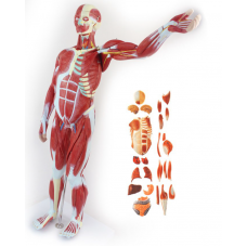 Human Muscular Fiber Body, 27 Parts