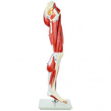 Muscles of the Human Leg, 13 Parts