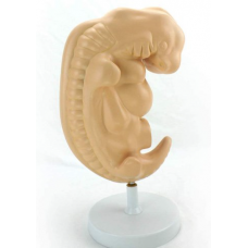 Human Embryo, 4th week