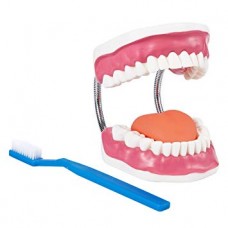 Oral Hygiene Model, 6x Life Size