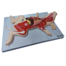 Fetal Pig Dissection Model