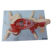 Fetal Pig Dissection Model