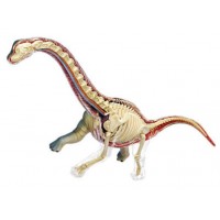 Brachiosaurus dissection model