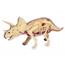 Triceratops dissection model