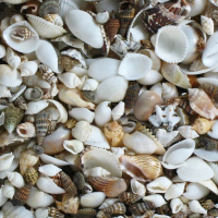 Shell, size around 0.5 - 3cm, bottle of 200pcs Shell, size around 0.5 - 3cm, bottle of 200pcs