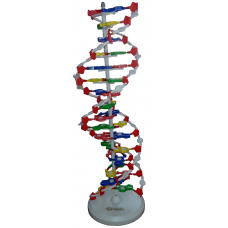 DNA Model, with base, Height: 60cm