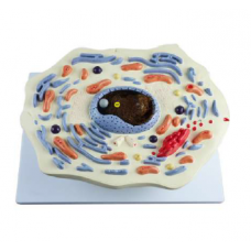 Animal Cell Model