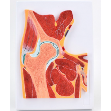 Human Hip Joint Muscle MRI Section