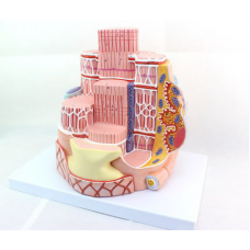 J-MICROanatomyTM Skeletal Muscle Fiber