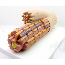 J-MICROanatomyTM Cardiac Muscle Fiber