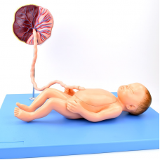 Fetal Blood Circulation