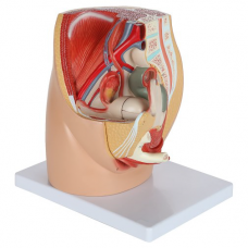 Female Pelvis, 3 Parts