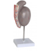 Testis Model