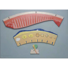 Periodic Changes of Female Hormones and Internal Layer of Uterus