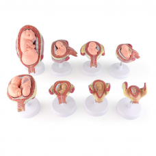 Fetal Development Set, 8-parts