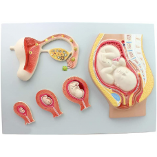 Fetal Development