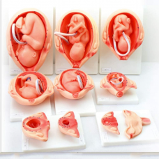 Fetal Development (Detail), 10-parts