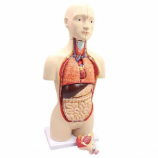 Mini Torso, Dual-Sex, 1/2 Life Size, 16 Parts