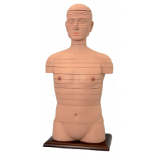 Disc Torso Model, Life Size, 24-pieces