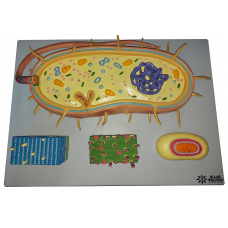 Bacterium Model Set