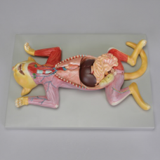 Cat Dissection Model