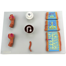 Comparative Tapeworm Model