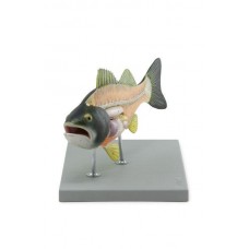 Fish Dissection Model, 5-parts