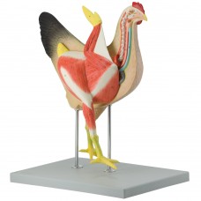 Hen Dissection Model, 8-parts