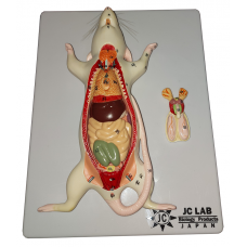 Rat Dissection Model