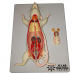 Rat Dissection Model