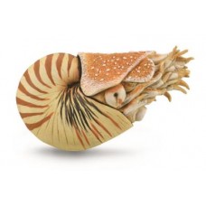 Nautilus model , size: 100 x 65mm