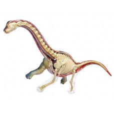 Brachiosaurus dissection model