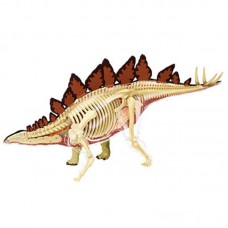 Stegosaurus dissection model