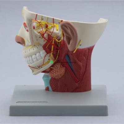 Nerves of Head