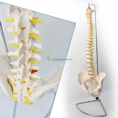 Vertebral Column, Flexible