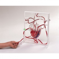 3D pumping heart